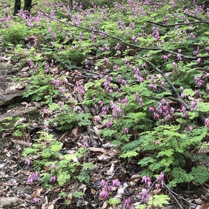 Fundraising Page: Charles Frost